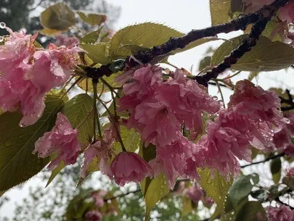 Compassionate Movement