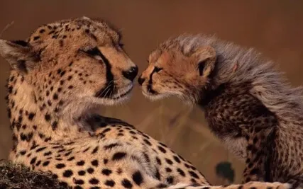 Compassionate Reflection