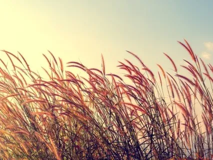 Compassionate Self Check In 