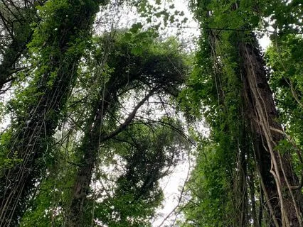 Compassionately Relating To Desire Meditation