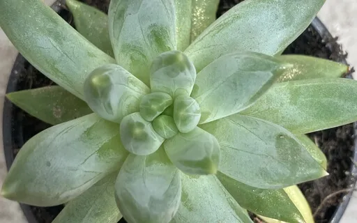 Compassionately Relating To Resistance