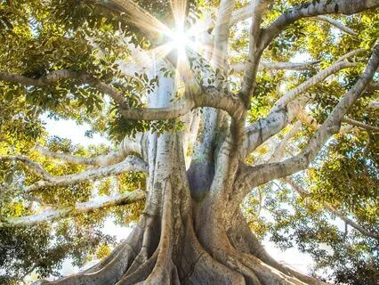 Complete Abundance & Fulfillment Practice