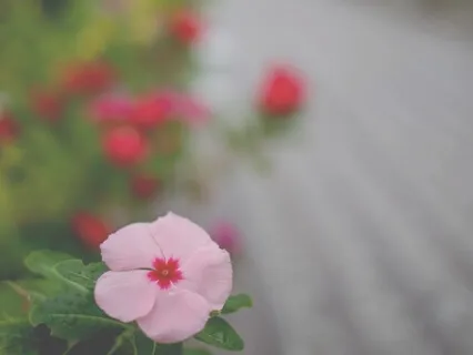 Complete Alignment - Affirmations Only