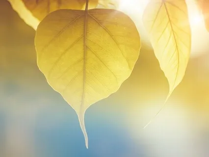 Complete Body Healing - Relaxed version