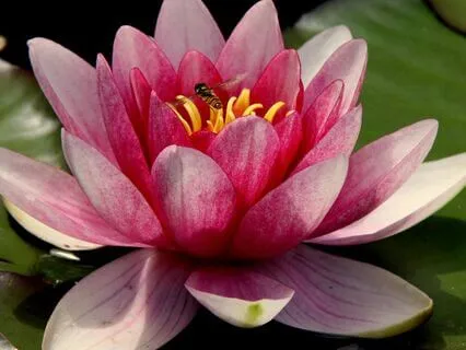 Complete Chakra: Align, Balance, And Energize