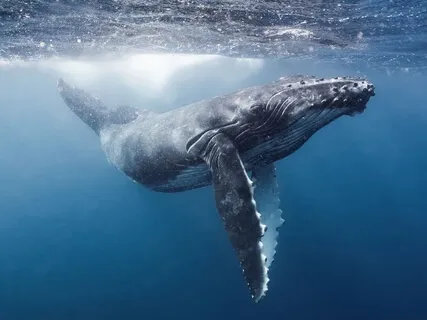 Complete Chakra System Activation With The Whales