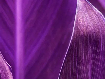 Complete Psychic Intuition Activation Meditation