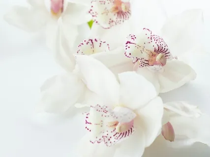 Complete Rejuvenation • Shavasana Series