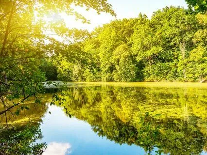 Complete Relaxation, Enhance Intuition, Release Negativity