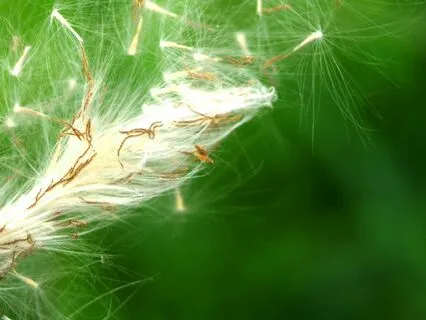 Complete Relaxation, Kindness, Release Stress