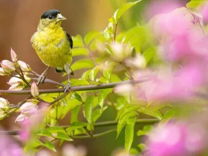 Complete Relaxation, Self-Love And Worth