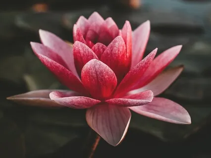 Complete Stoic Loving-Kindness Metta Meditation