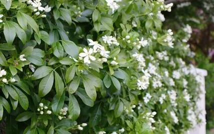 Conative Practice: Fourfold Vision Quest