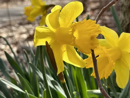 Concentration Meditation