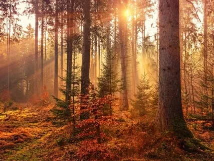 Concentration Meditation - Samatha (Tranquility) - Foundational Meditations