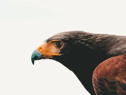 Concentration Meditation To Train Attention