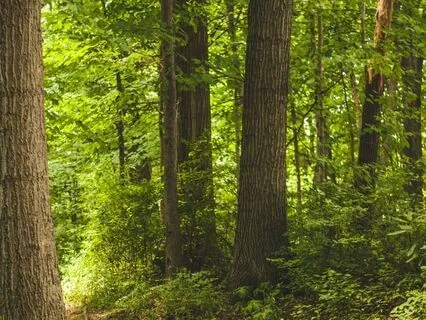 Concept Of Three Souls In Finnish Mythology