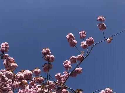 Conciliation (Hathor)