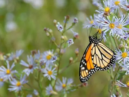 Confidence - Affirmations To Improve Self-Trust