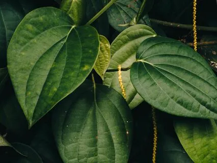 Confidence Affirmations