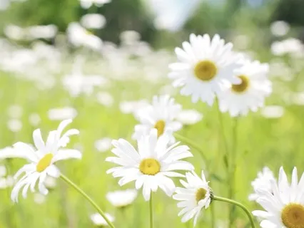 Confidence (Meditation)