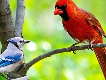 Confidence Reset Meditation