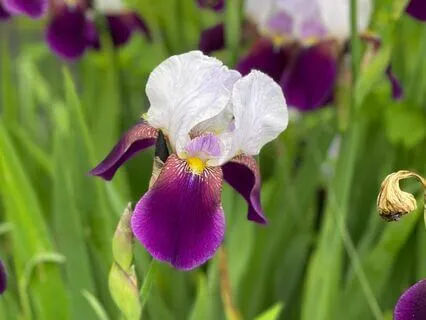 Conflict SOS Breathwork