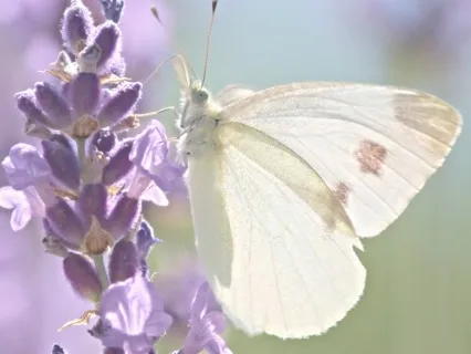 Confusion About Truth Creates That Overwhelmed Feeling