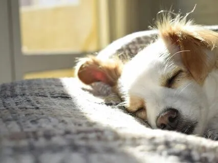 Connect And Calm: Crown Chakra Sleep Meditation