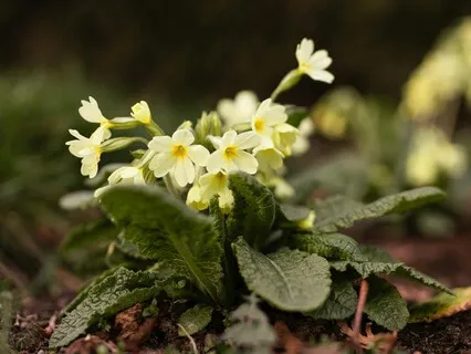 Connect And Listen - February 13