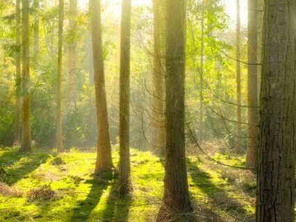 Connect & Ground Reset Meditation