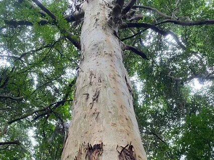 Connect To Country Guided Meditation