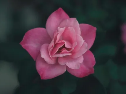 Connect To Divine Heart Love