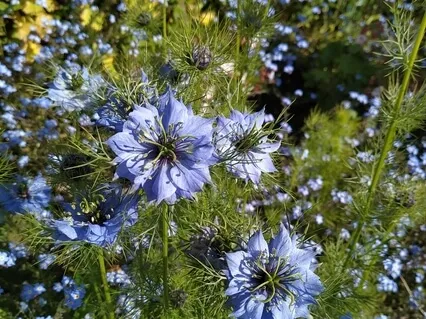 Connect To Mother Earth