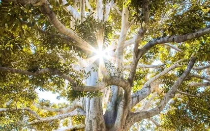 Connect To The Energies Of The Earth And The Cosmos