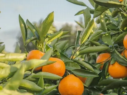 Connect To The Power Of Your Mind, Your Thoughts.