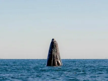 Connect To Whale Consciousness