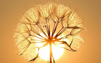 Connect To Your Earth Star 