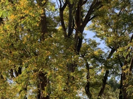 Connect To Your Guides Meditation (Extended Version)