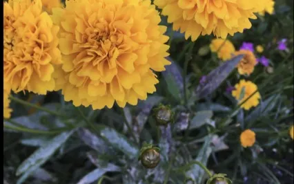 Connect To Your Guides Meditation