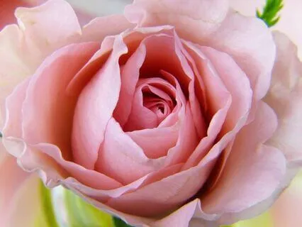 Connect To Your Heart Meditation With Koshi Chimes