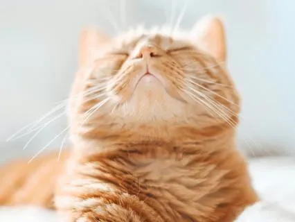 Connect To Your Inner Light - Morning Meditation