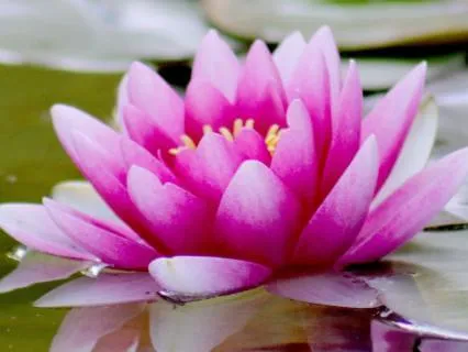 Connect To Your Light: Reset Your Nervous System