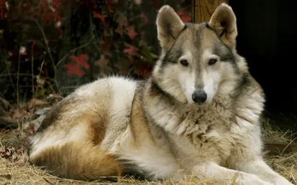 Connect To Your Power Animal/Animal Totem