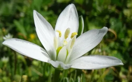 Connect To Your Soul Star