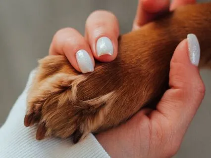 Connect With An Animal Friend