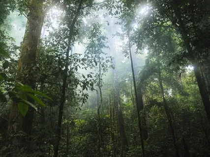 Connect With Earth Consciousness