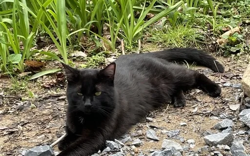 Connect With Nature Meditation