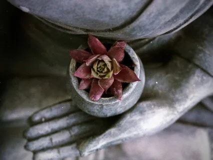 Connect With Plant Spirits