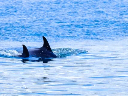 Connect With Spirit Guide: Guardian Of The Waters
